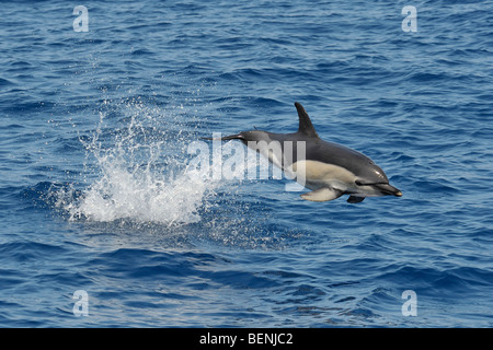 Kurzer Schnabel Gemeinen Delphin, Delphinus Delphis. Azoren, Atlantik. Stockfoto