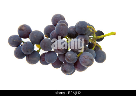blaue rote Trauben natürliche kleine Frucht weißen Hintergrundbild hochwertige Trauben Studio Touch Reflexion Reflexion Qualität Essen f Stockfoto