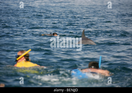 Schnorcheln mit Delphinen in der Nähe der Insel Sansibar in Tansania Stockfoto