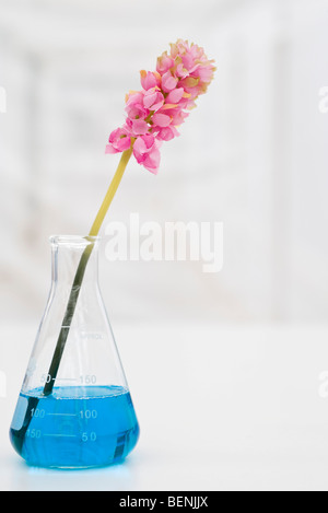 Künstliche Blume im Becher mit blauer Flüssigkeit Stockfoto