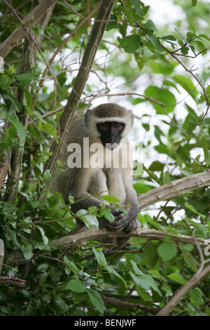 Begegnung mit einem Vervet Affen in das Selous Game Reserve in Tansania Stockfoto