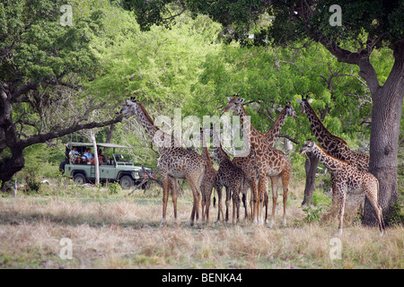Begegnung mit einer Herde Giraffen in das Selous Game Reserve in Tansania Stockfoto