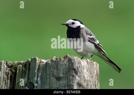 Bachstelze (Motacilla Alba) thront auf alten Holzzaun post Stockfoto