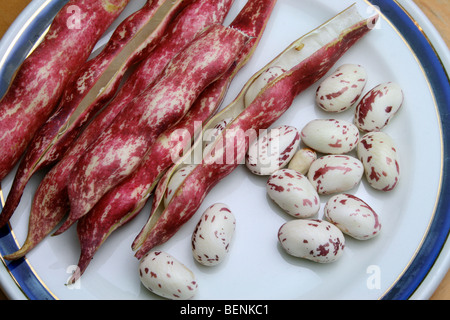 Borlotti / Borlotto Bohnen und Hülsen auf blauen und weißen Teller Stockfoto