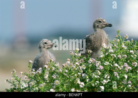 Europäische Silbermöwe (Larus Argentatus) Küken in den Dünen an der Nordseeküste Stockfoto