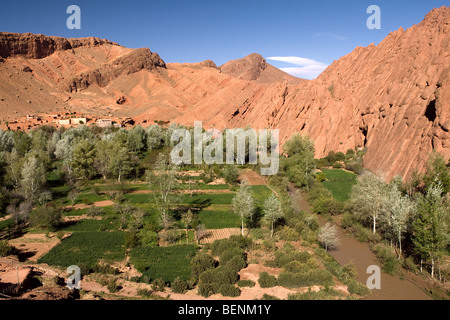 Palmenhaus, Route der Kasbahs, N10, Draa-tal, Marokko Stockfoto