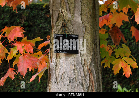 Etikette auf Zucker-Ahorn (Acer Saccharum) Stockfoto