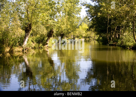 Bäume und Reflexion in das Marais Poitevin (Marsh von Poitou) Frankreich September 2009 Stockfoto