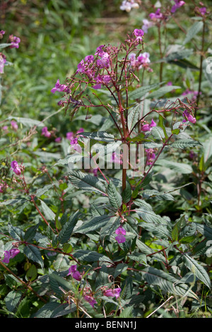 Drüsige Springkraut Pflanzen eindringenden Ufer des Flusses Wye, UK Stockfoto