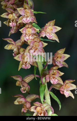 Breitblättrigen Helleborine (Epipactis Helleborine) in Blüte Stockfoto