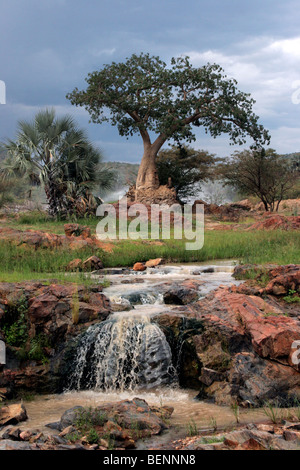 Palmen Sie und Baobab-Baum (Affenbrotbäume Digitata) Kunene Fluss bei Epupa Wasserfälle, Kaokoveld, Namibia, Südafrika Stockfoto