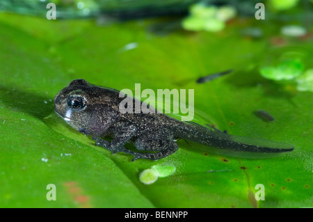 Gemeinsamen Frosch (Rana Temporaria) Froglet mit Gliedmaßen gut ausgebaut aber Rute nicht begonnen, um resorbiert werden verlässt das Wasser
