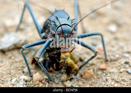 Gepanzerte Boden Cricket / gepanzerte Bush Cricket (Acanthoplus Discoidalis) Essen Beute, Namibia, Südafrika Stockfoto