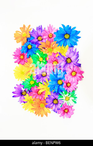 Gänseblümchen Stockfoto