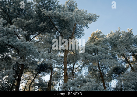 Zweigen der Kiefern Wald im eiskalten Winter kalt bedeckt mit Raureif bedeckt / Rauhreif, Belgien Stockfoto