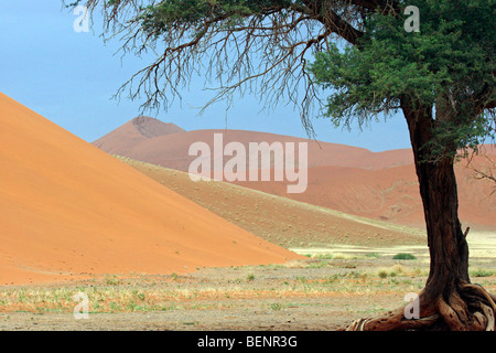 Roten Sanddünen und Camelthorn Baum in Sossusvlei, Namib-Wüste, Namibia, Südafrika Stockfoto