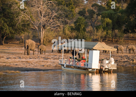 Menschen beobachten Elefanten von einem Boot auf dem Chobe Fluss. Chobe Nationalpark, Botswana, Afrika. Stockfoto