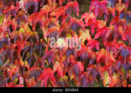 Szenen in Masham Schafe Messe 2009 Stockfoto