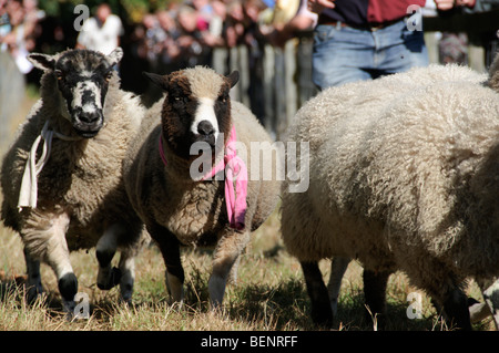 Szenen in Masham Schafe Messe 2009 Stockfoto