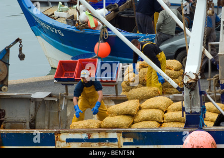 Fischer entladen Säcke mit Jakobsmuscheln (Pecten Jacobeus) von Angelboot/Fischerboot im Hafen Erquy, Côtes-d ' Armor, Bretagne, Frankreich Stockfoto