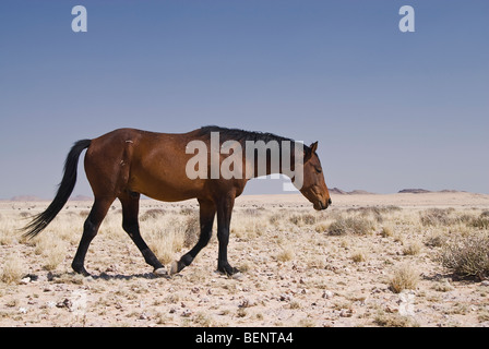 Wildpferde bei Garub Wasserloch, Namib Nautkluft Nationalpark, Namibia, Afrika. Stockfoto