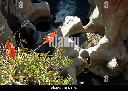 Glühenden Poker (Kniphofia Linearifolia) in der Bourke Luck Potholes, Drakensberg, Südafrika Stockfoto
