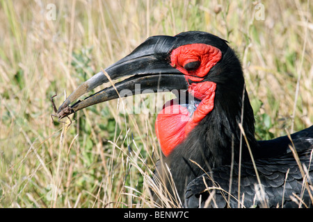 Südliche Hornrabe / Leadbeater Grund Hornbill (Bucorvus Leadbeateri / Bucorvus Cafer) mit Insekten Beute im Schnabel, Afrika Stockfoto