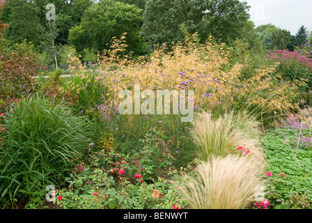 Deschampsia Verbena Bonariensis stieg Miscanthus RHS [Harlow Carr] Gärten Harrogate Stockfoto