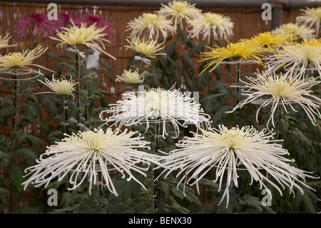 JAPAN-Senso-Ji, der buddhistische Tempel gewidmet Kannon, die buddhistische Göttin der Barmherzigkeit, Asakusa, Tokio. Chrysanthemen Stockfoto