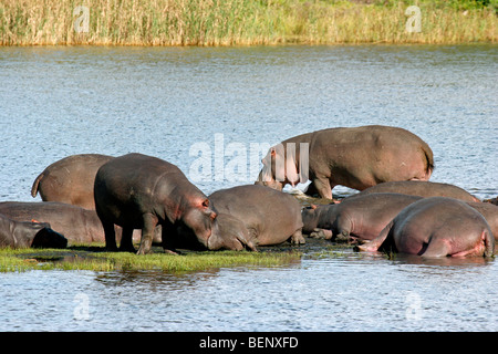 Flusspferde (Hippopotamus Amphibius) Herde ruht auf Insel im flachen Wasser des Sees, St. Lucia, Südafrika Stockfoto