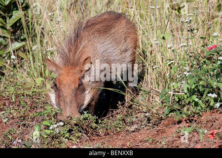 Gemeinsamen Warzenschwein (Phacochoerus Africanus) auf Nahrungssuche im Mlilwane Nationalpark, Swasiland, Südafrika Stockfoto