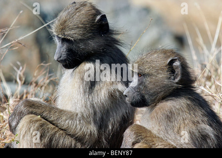 Zwei Chacma Paviane (Papio Ursinus) sitzen in den Busch, Krüger Nationalpark, Südafrika Stockfoto