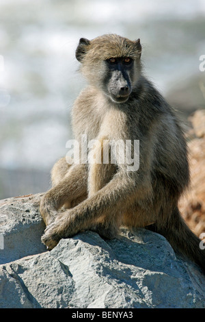 Chacma Pavian (Papio Ursinus) sitzt auf Felsen in der Nähe von River, Krüger Nationalpark, Südafrika Stockfoto
