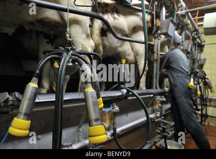 Melker und Kühe (Bos Taurus) mit Euter befestigt an automatische Melkmaschine im Melkstand im Milchviehbetrieb Stockfoto