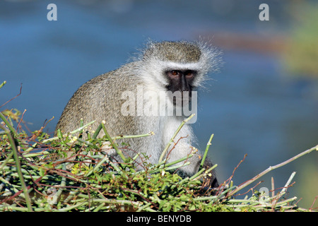 Vervet Affen / Blouaap (grüne Aethiops) im Baum, Krüger Nationalpark, Südafrika Stockfoto