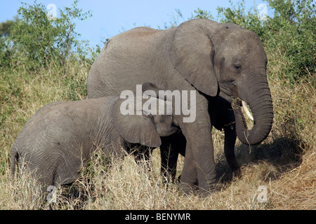 Afrikanischer Elefant Mutter Spanferkel Kalb (Loxodonta Africana) im Busch, Krüger Nationalpark, Südafrika Stockfoto