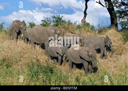 Afrikanische Elefanten in Elefantenherde (Loxodonta Africana), Krüger Nationalpark, Südafrika Stockfoto