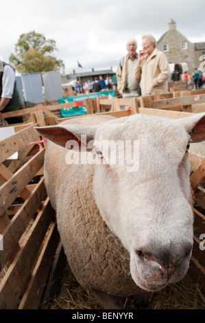 Szenen in Masham Schafe Messe 2009 Stockfoto