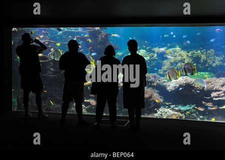 Touristen auf der Suche auf das Nausicaä Sea Aquarium mit tropischen Fischen, Boulogne-sur-Mer, Pas-de-Calais, Frankreich Stockfoto