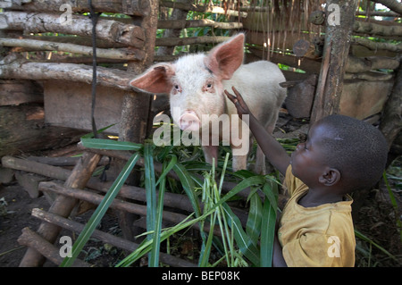 UGANDA In die Heimat der Bauer Najjemba Teopista, Kasaayi Dorf, Kayunga Bezirk. Fütterung der Schweine. Stockfoto