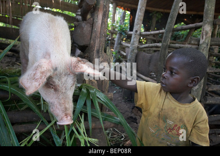 UGANDA In die Heimat der Bauer Najjemba Teopista, Kasaayi Dorf, Kayunga Bezirk. Fütterung der Schweine. Stockfoto