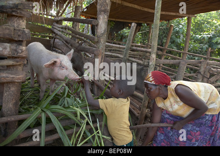 UGANDA In die Heimat der Bauer Najjemba Teopista, Kasaayi Dorf, Kayunga Bezirk. Fütterung der Schweine. Stockfoto