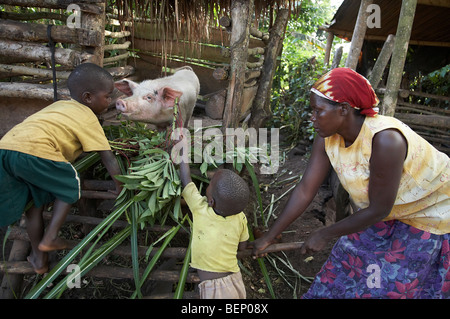 UGANDA In die Heimat der Bauer Najjemba Teopista, Kasaayi Dorf, Kayunga Bezirk. Fütterung der Schweine. Stockfoto