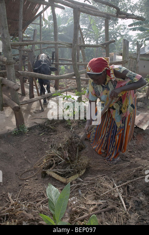 UGANDA In die Heimat Najjemba Teopista, Bauer von Kasaayi Dorf, Kayunga Bezirk. Teopista sammeln Kuhdung von ihrer Kuh Stockfoto