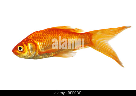 Goldene Fische, schwimmend auf einem weißen Hintergrund isoliert Stockfoto