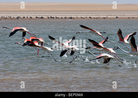 Rosaflamingos (Phoenicopterus Roseus) fliegen, Banc d ' Arguin Nationalpark, Mauretanien, Afrika Stockfoto
