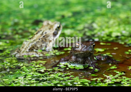 Juvenile gemeinsame Kröte (Bufo Bufo) und europäischen braunen Grasfrosch (Rana Temporaria) auf Seerosenblatt im Teich Stockfoto