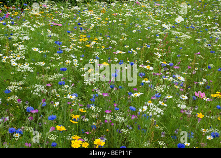 Wildblumen Wiese RHS [Harlow Carr] Gärten Harrogate Stockfoto