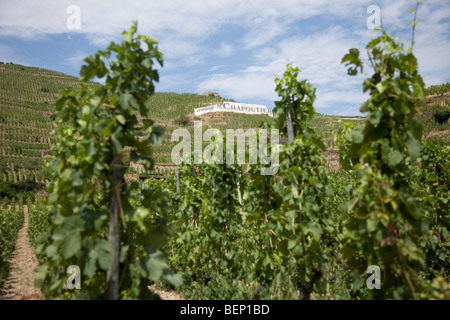 Blick auf die M. Chapoutier Crozes-Hermitage Weinberge in Tain l ' Hermitage, Rhone-Tal, Frankreich Stockfoto