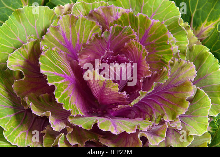 Zierkohl - dekorative Kohl 02 Stockfoto